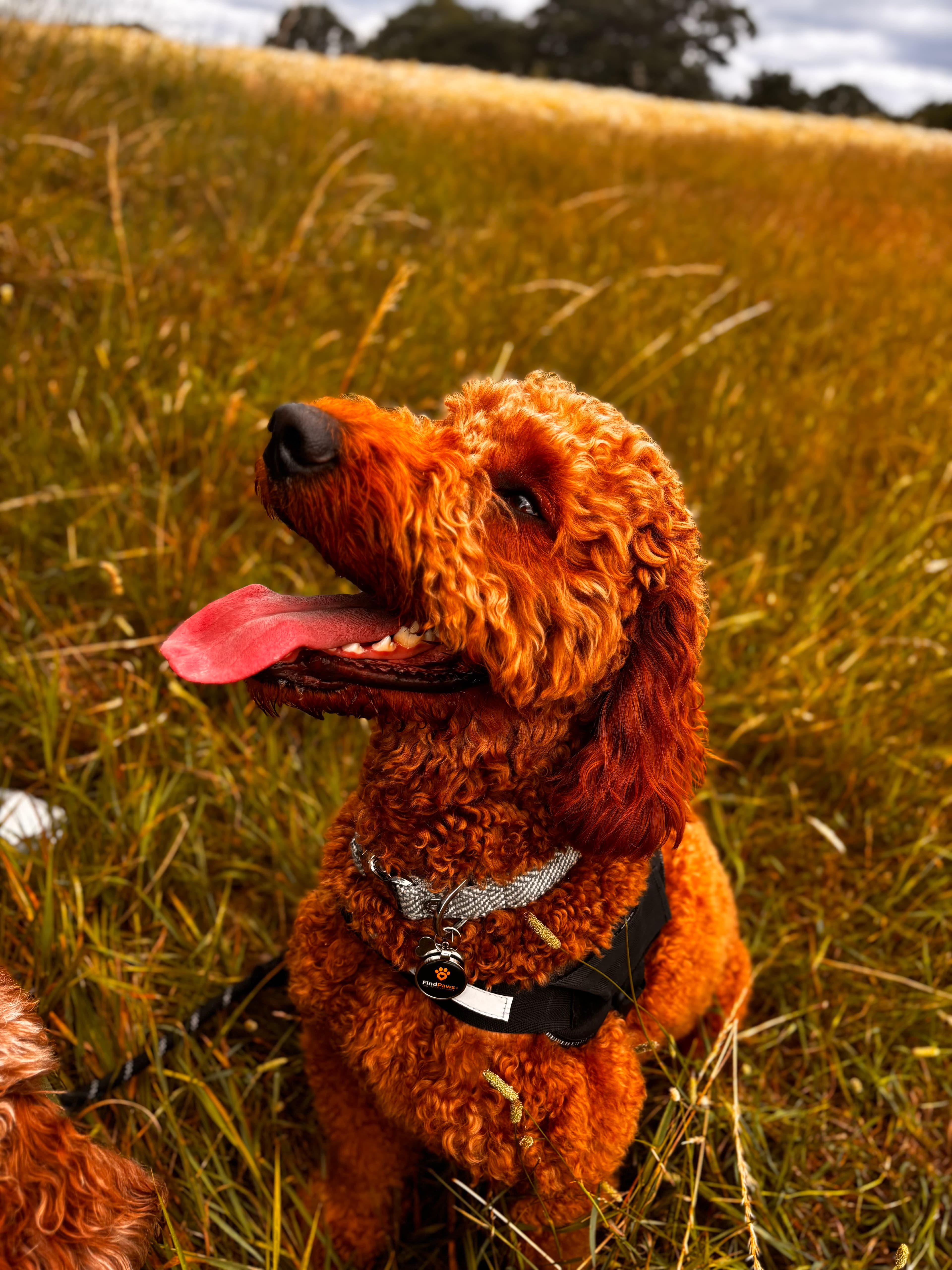 Barney the dog wearing a FindPaws tag outdoors