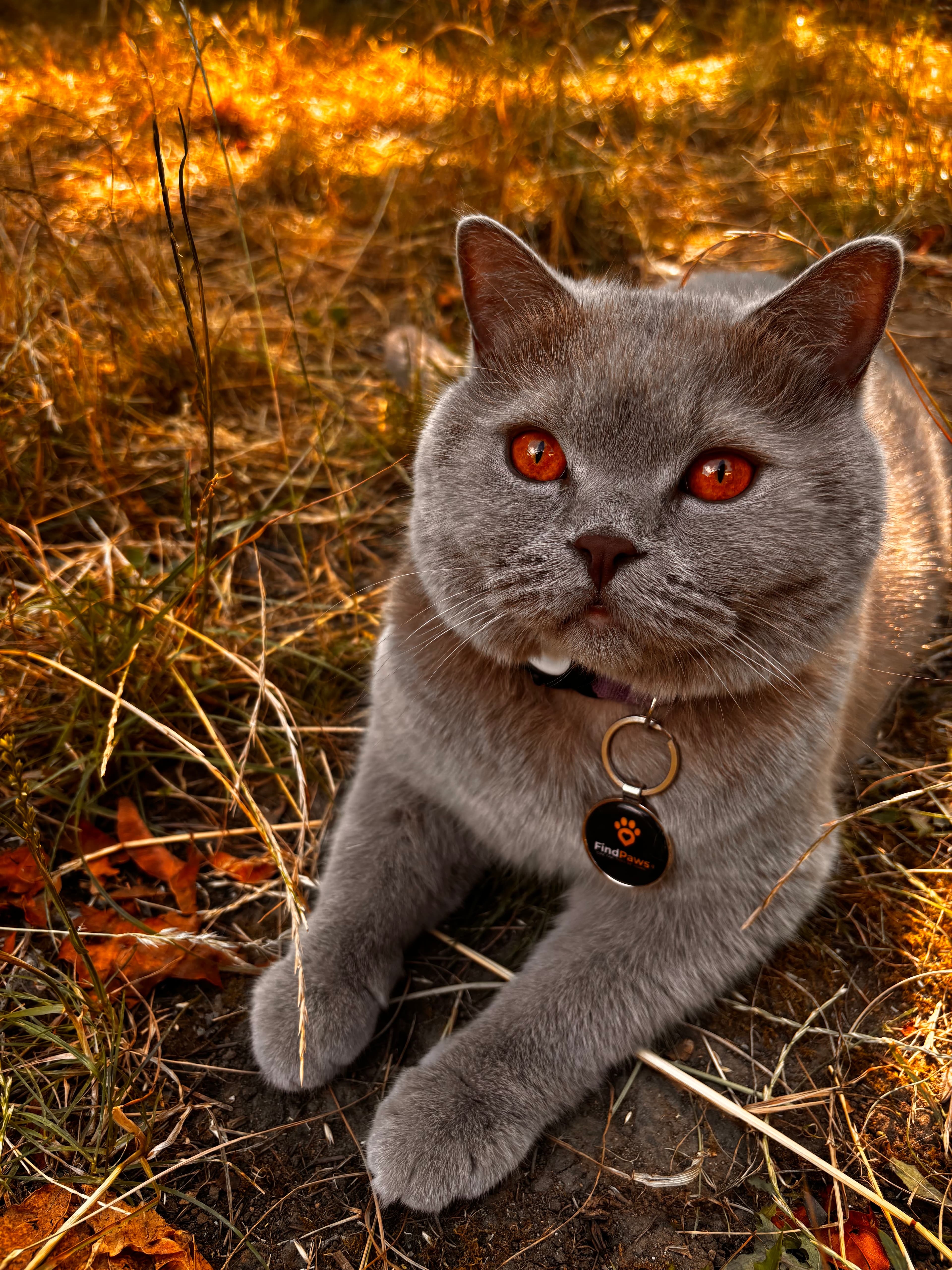 Grimace the cat wearing a FindPaws tag