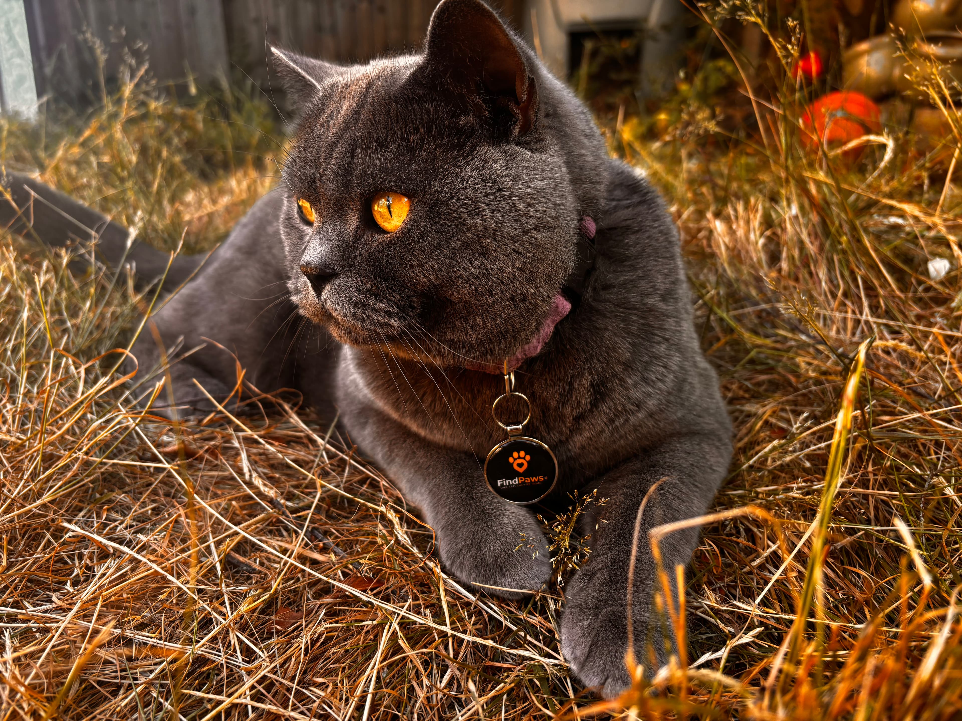 Loki the cat wearing a FindPaws tag