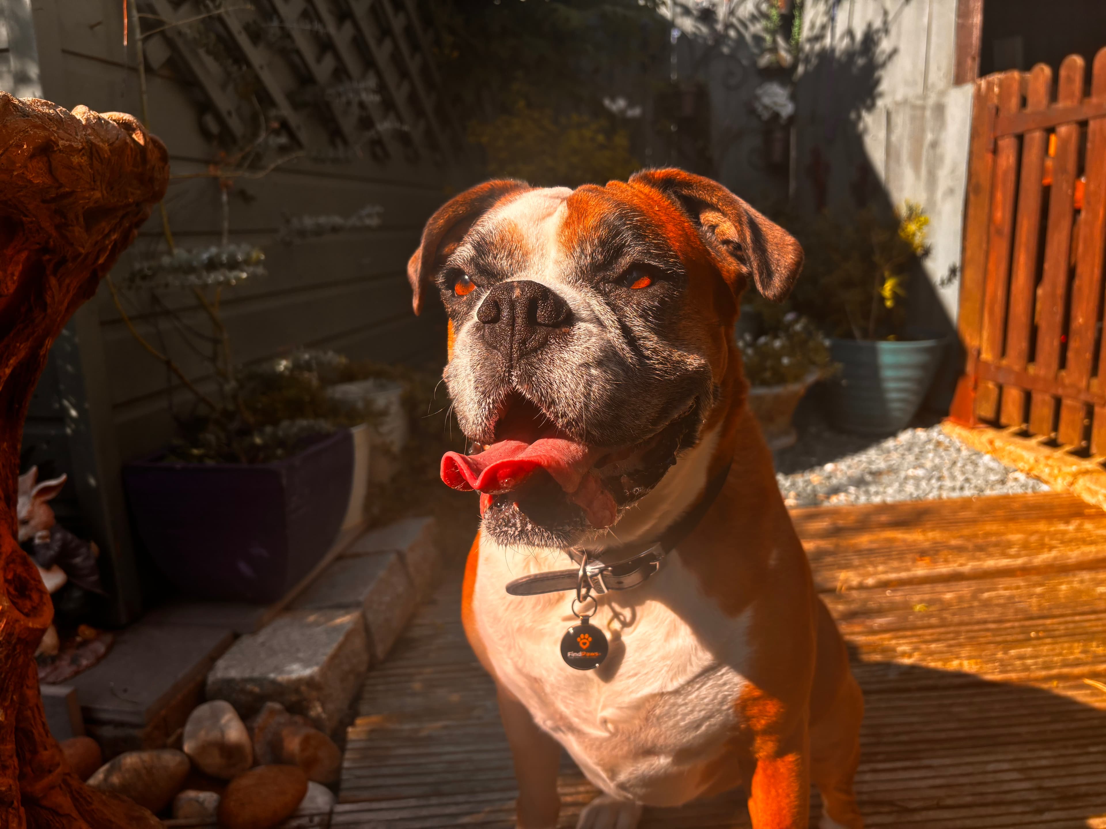 Scarlett the dog in the garden with a FindPaws tag