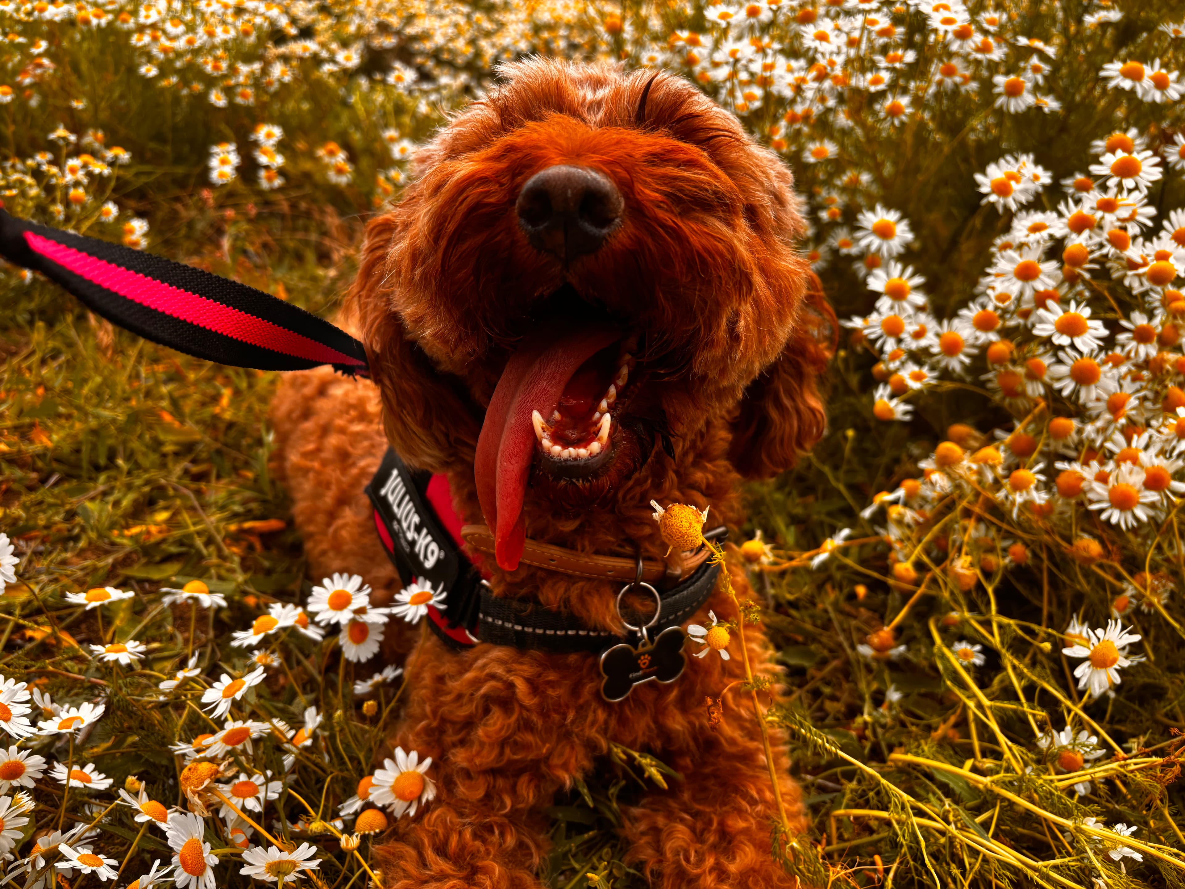 Zola the dog wearing a FindPaws tag among daisies